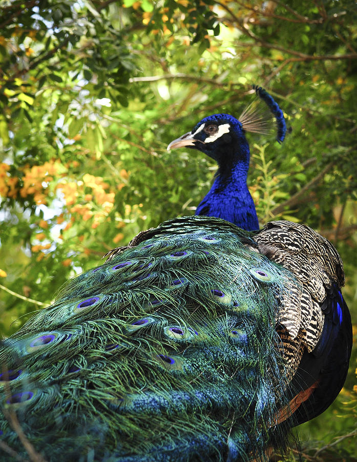 Peacock Photograph - Peacock by Diane Wood