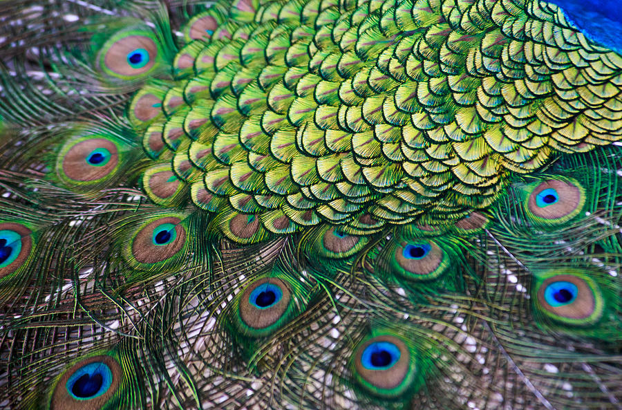 Peacock display abstract Photograph by Eti Reid