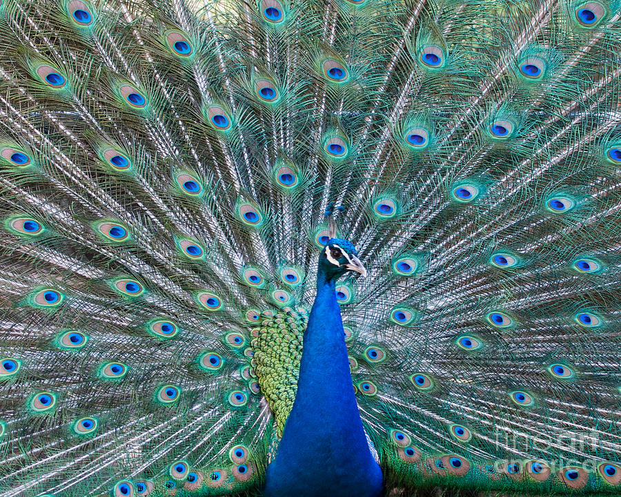 Peacock Photograph - Peacock Display by Dale Nelson