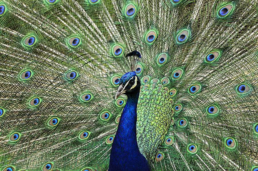 Nature Photograph - Peacock Display by Nick Field