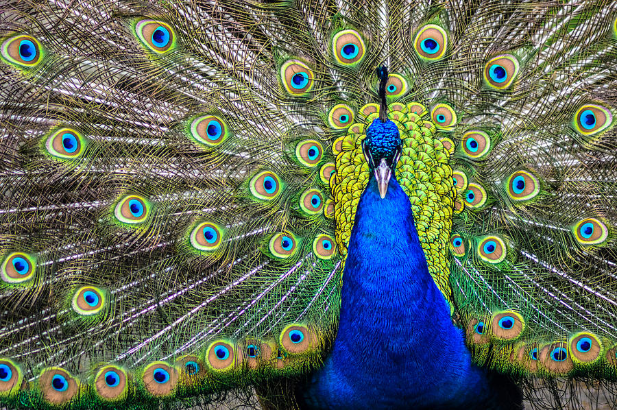 Peacock Display Photograph by Peter Epler - Fine Art America