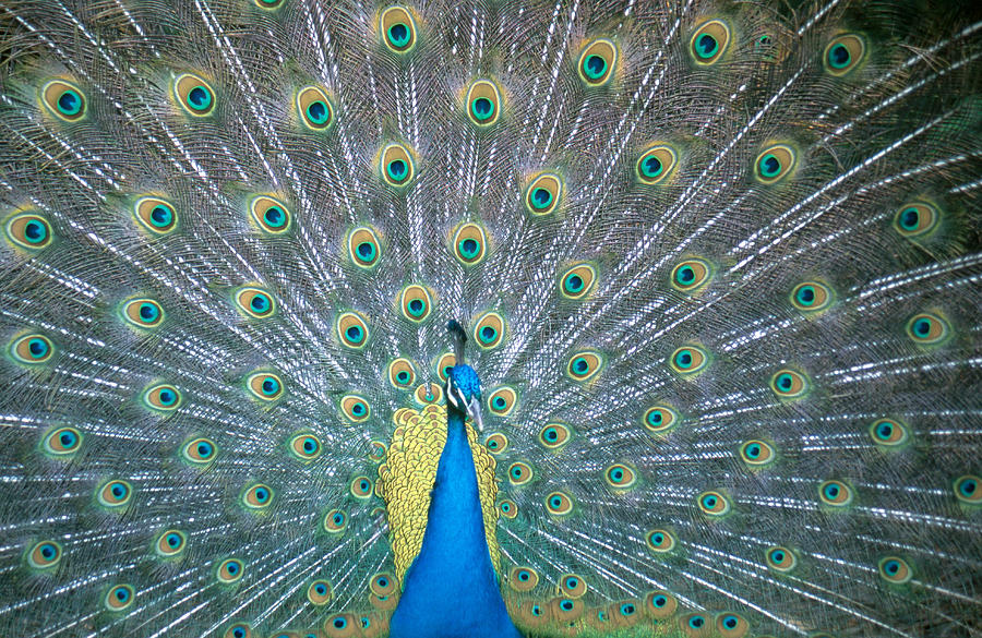 Peacock Displaying Photograph by Greg Ochocki