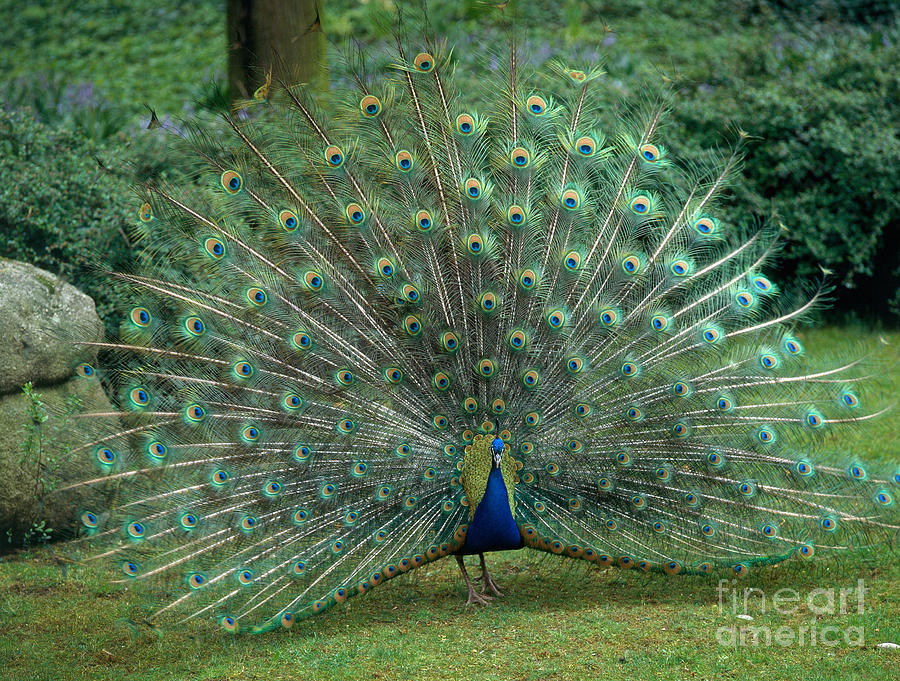 Peacock Displaying Photograph by Hans Reinhard