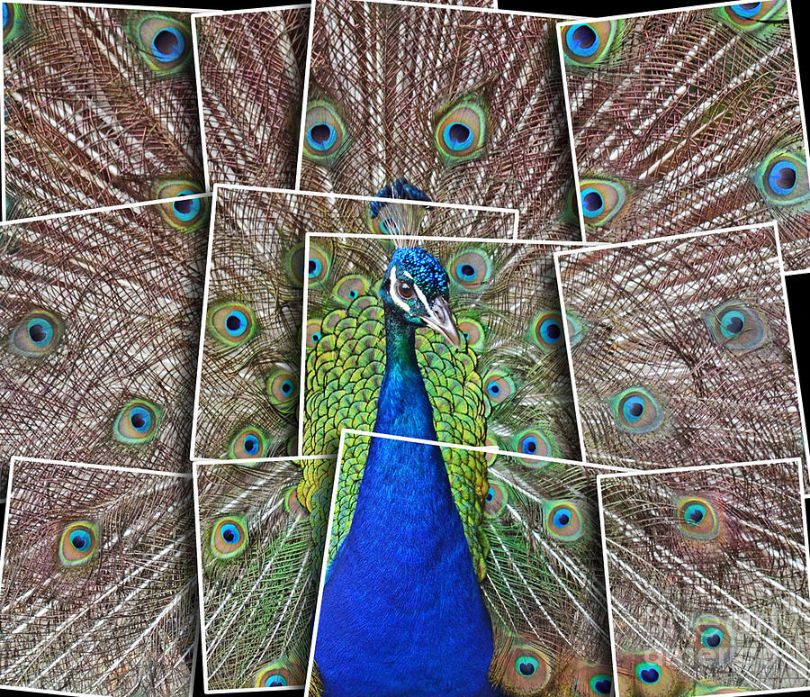 Peacock Displaying His Plumage Altered Version Photograph by Jim Fitzpatrick