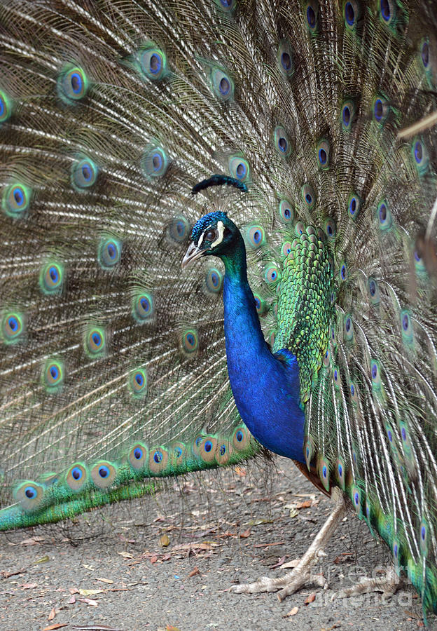 Peacock Displaying His Plumage II Photograph by Jim Fitzpatrick
