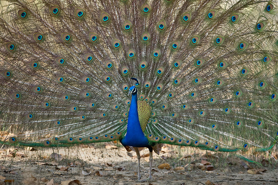 Bandhavgarh National Park Photograph - Peacock Displaying Its Plumage by Panoramic Images
