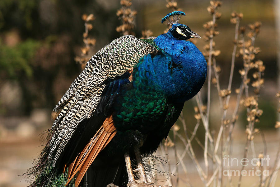 Peacock Photograph by Douglas Stucky