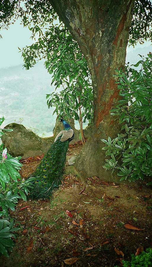 Bird Photograph - Peacock by Dulce Levitz