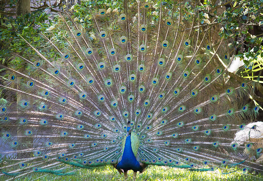 Peacock Elegance Photograph by Kenneth Albin