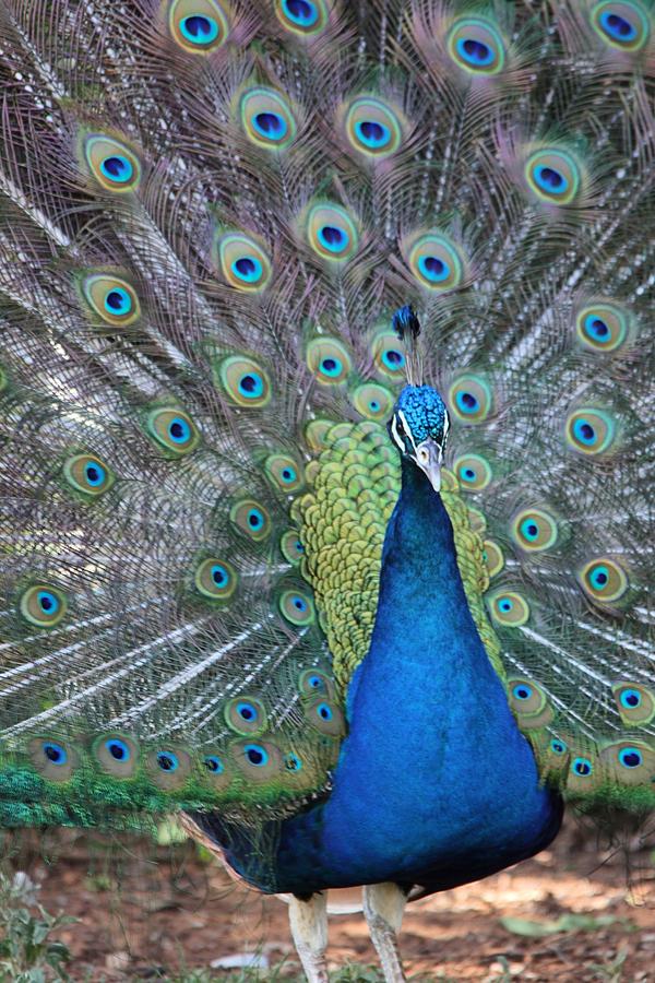 Peacock Photograph by Elizabeth Budd