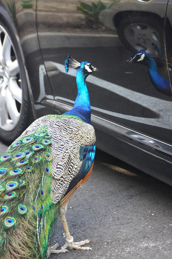 Peacock Enchanted By His Own Reflection Photograph by Diana Haronis