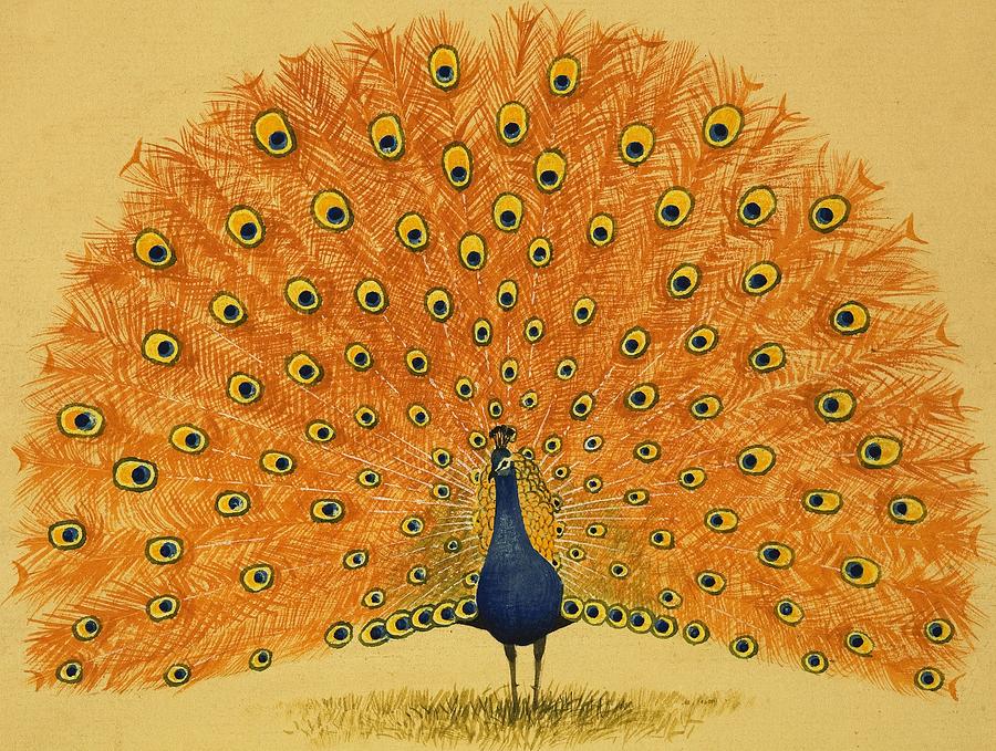 Animal Painting - Peacock by English School