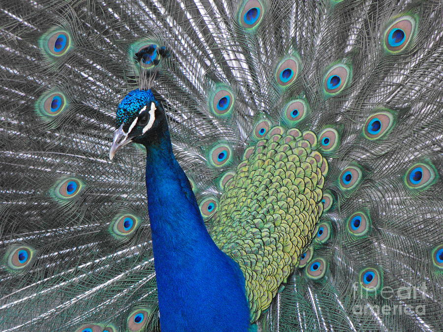 Peacock Photograph by Erick Schmidt