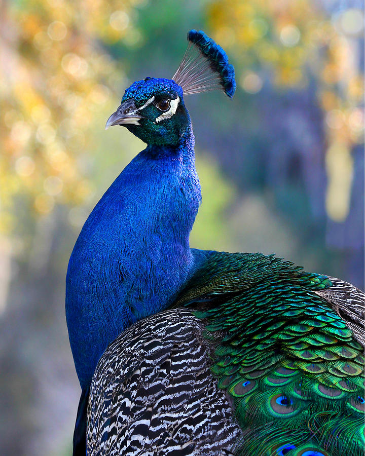Peacock Photograph - Peacock by Erin Tucker