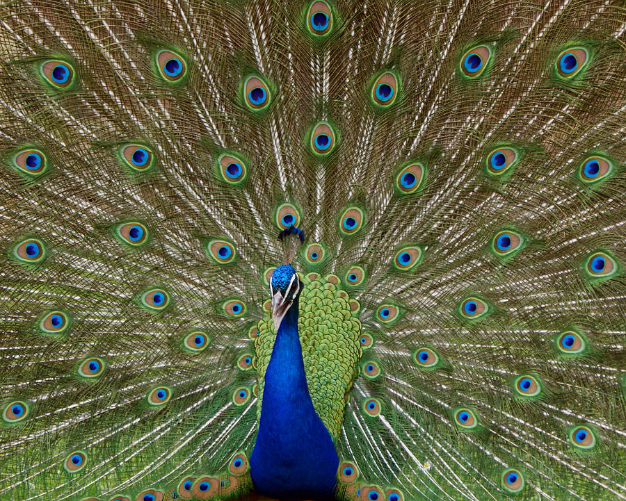 Bird Photograph - Peacock by Ernest Echols