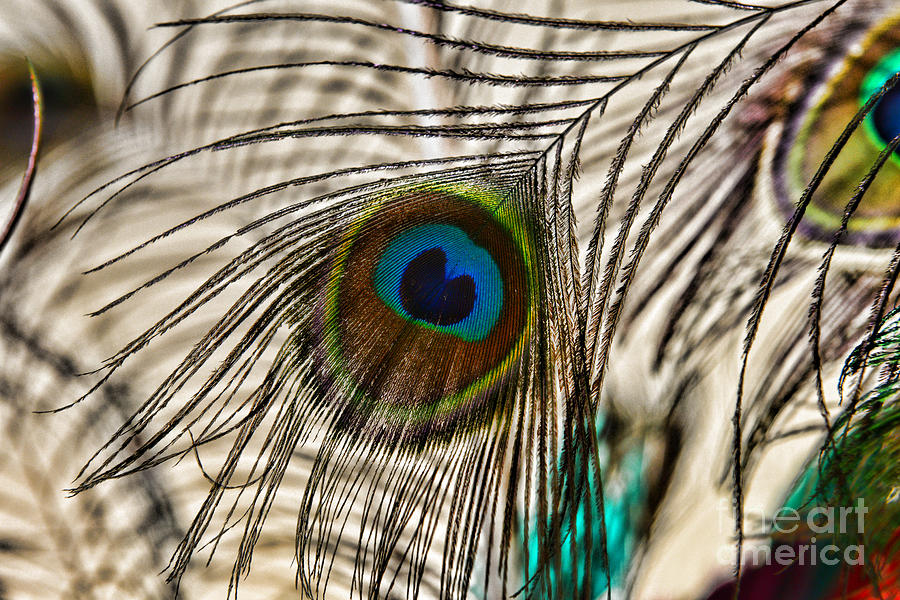 Peacock Eye Feather Photograph by Paul Ward