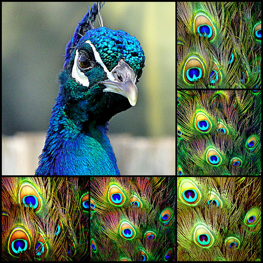 Lots Natural Real Peacock Tail Eye Feathers DIY Crafts23-30cm/10-12Inches  *8PCS - Walmart.com
