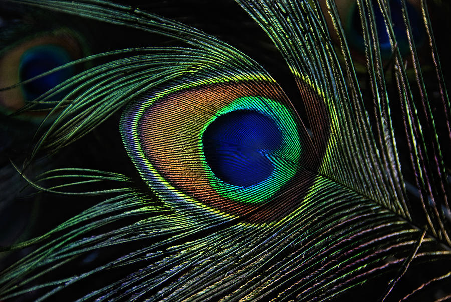 Peacock Eye Photograph by Joachim G Pinkawa