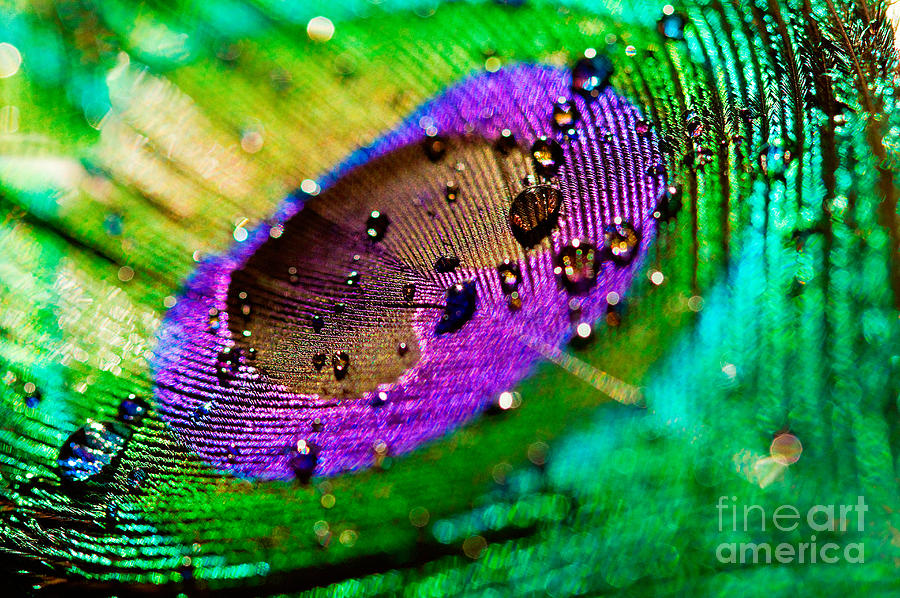 Peacock Photograph - Peacock Eye by Lisa Cockrell