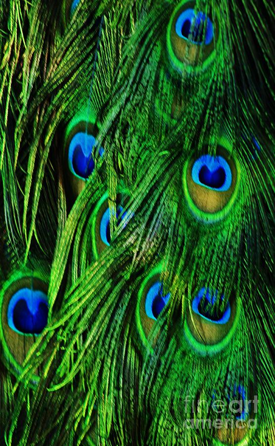 Peacock Eyes Photograph by Craig Wood