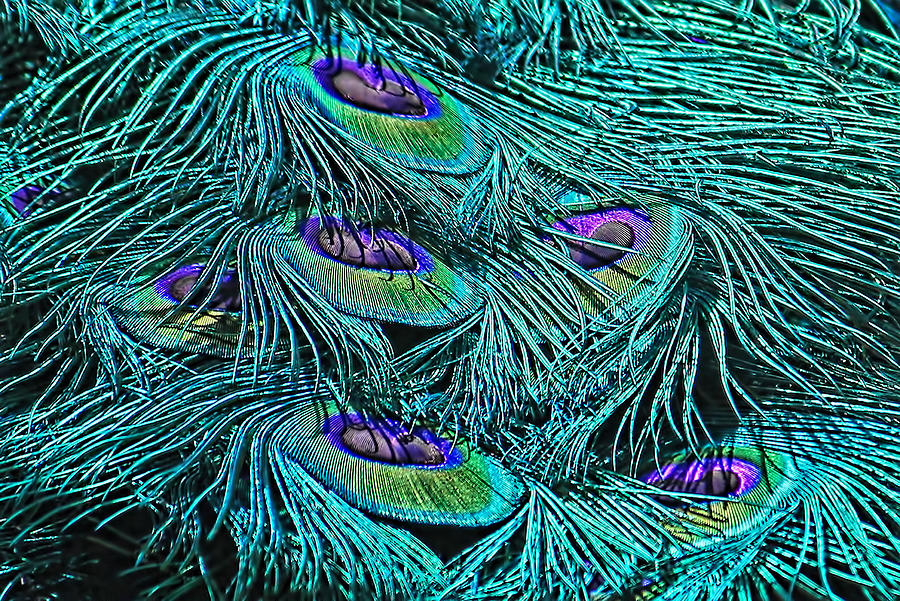 Peacock Eyes Photograph By Hh Photography Of Florida 8610