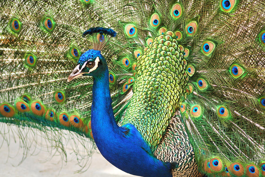 Peacock Fan by Bob Shriner - Pixels