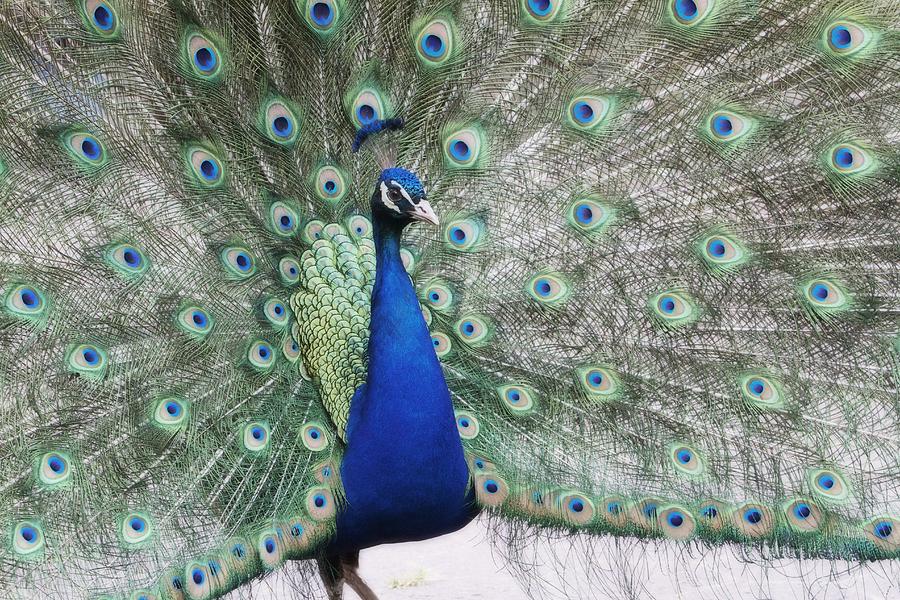 Peacock Fanning Photograph by Alice Gipson