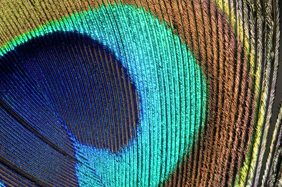 Peacock Feather Abstract Photograph by Nigel Downer
