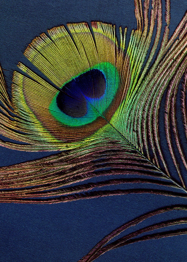 Peacock Feather Digital Art by Ann Powell