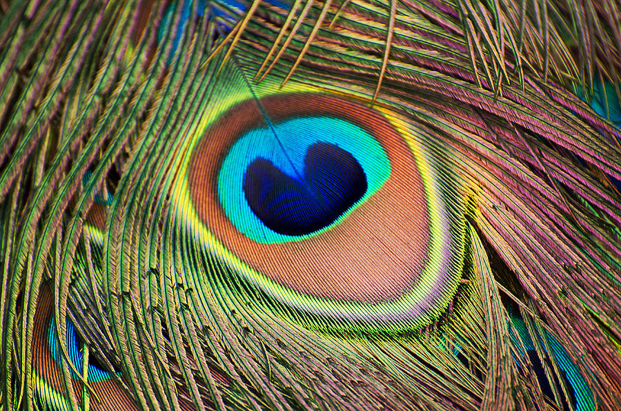 Peacock Feather Photograph by Cheryl Cencich