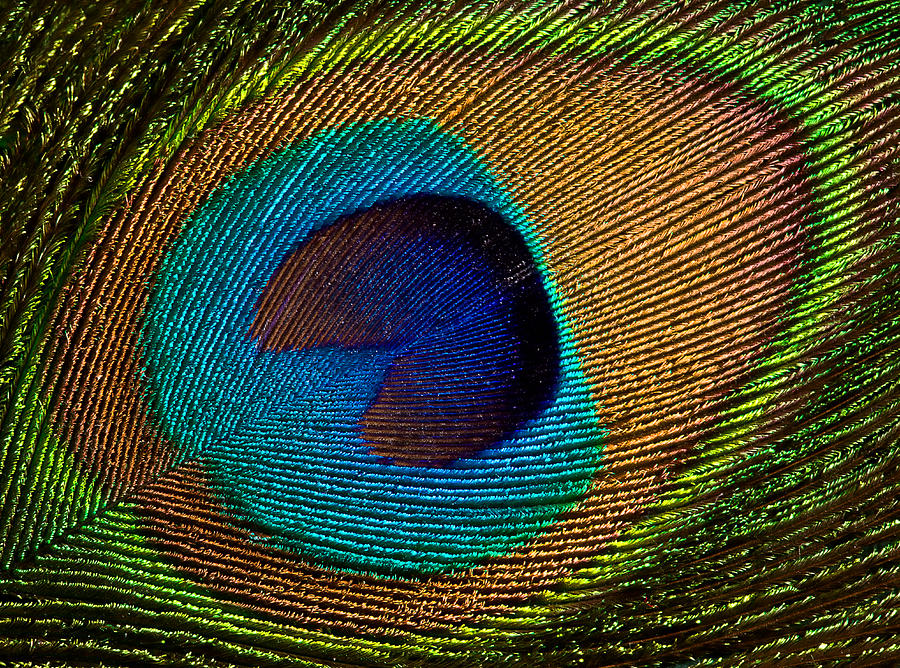 Peacock feather close-up Photograph by © Jackie Bale