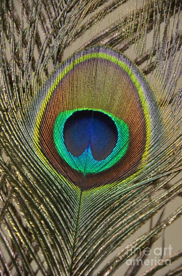 Peacock Feather Photograph by Debra Thompson