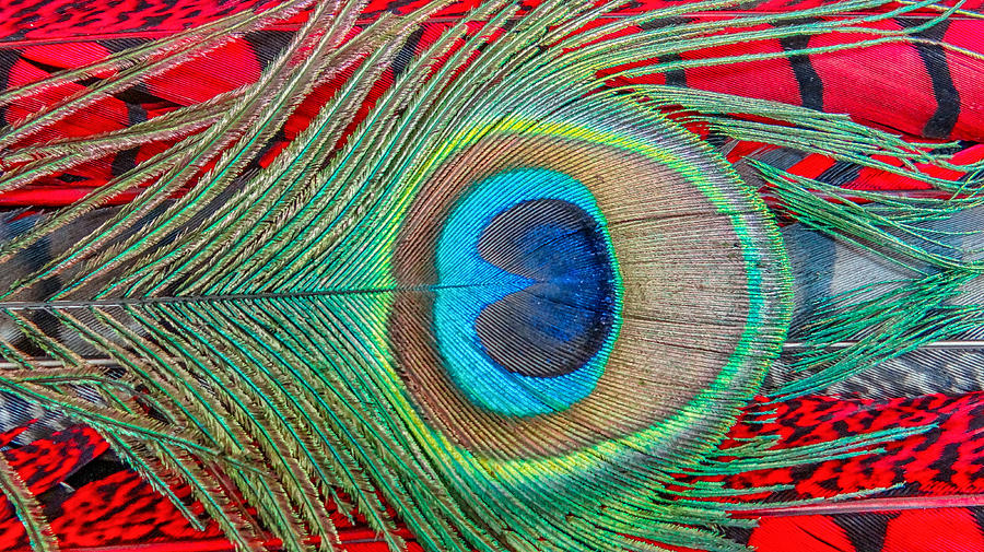 Peacock Feather Photograph by Dennis Dugan