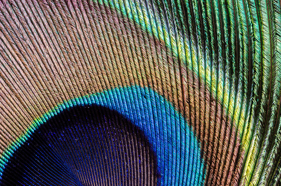 Peacock Feather Photograph by Georgette Grossman