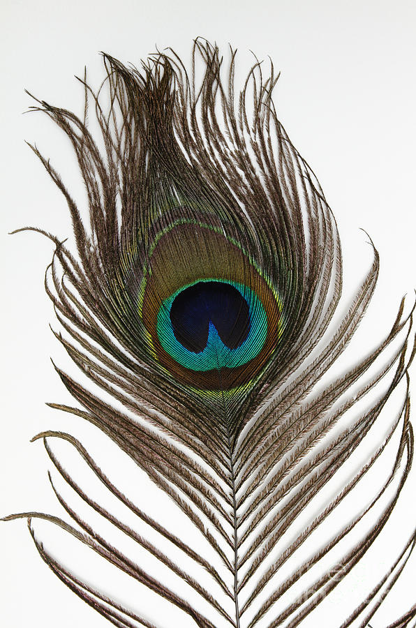 Peacock Feather Photograph by GIPhotoStock