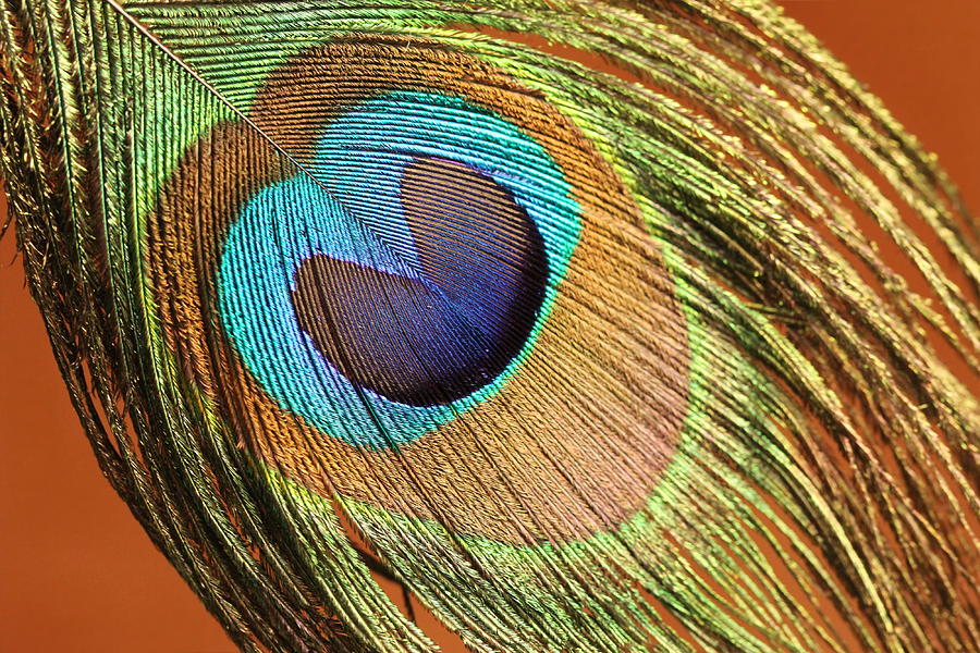 Peacock feather Photograph by Heike Hultsch