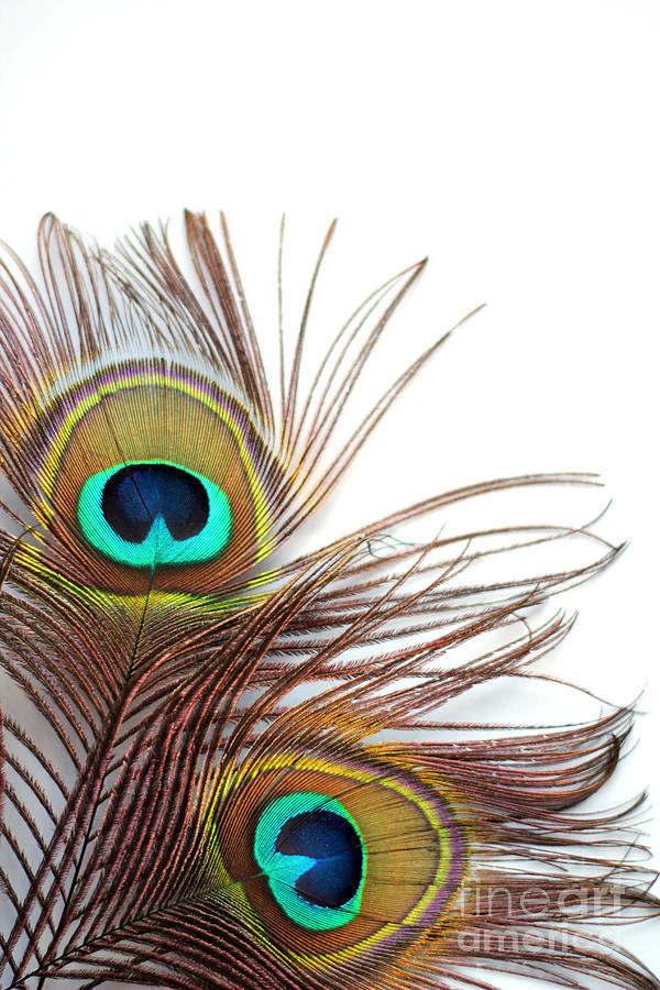 Abstract Photograph - Peacock feather by Isabel Poulin