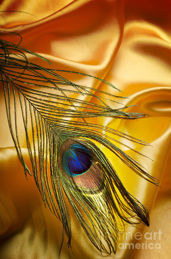 Peacock Feather Photograph by Jelena Jovanovic