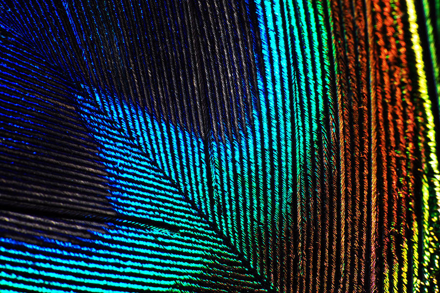 Peacock Feather Photograph by Larah McElroy