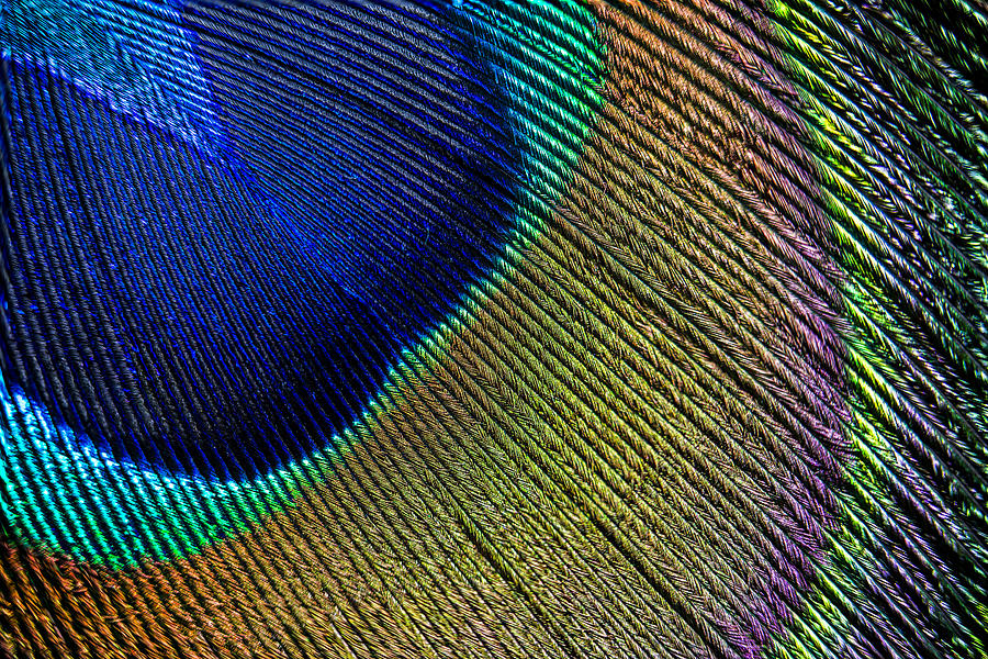 Abstract Photograph - Peacock Feather Macro by Adam Romanowicz