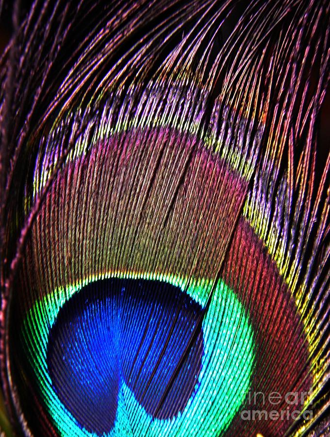 Feather Photograph - Peacock Feather Macro by Sarah Loft