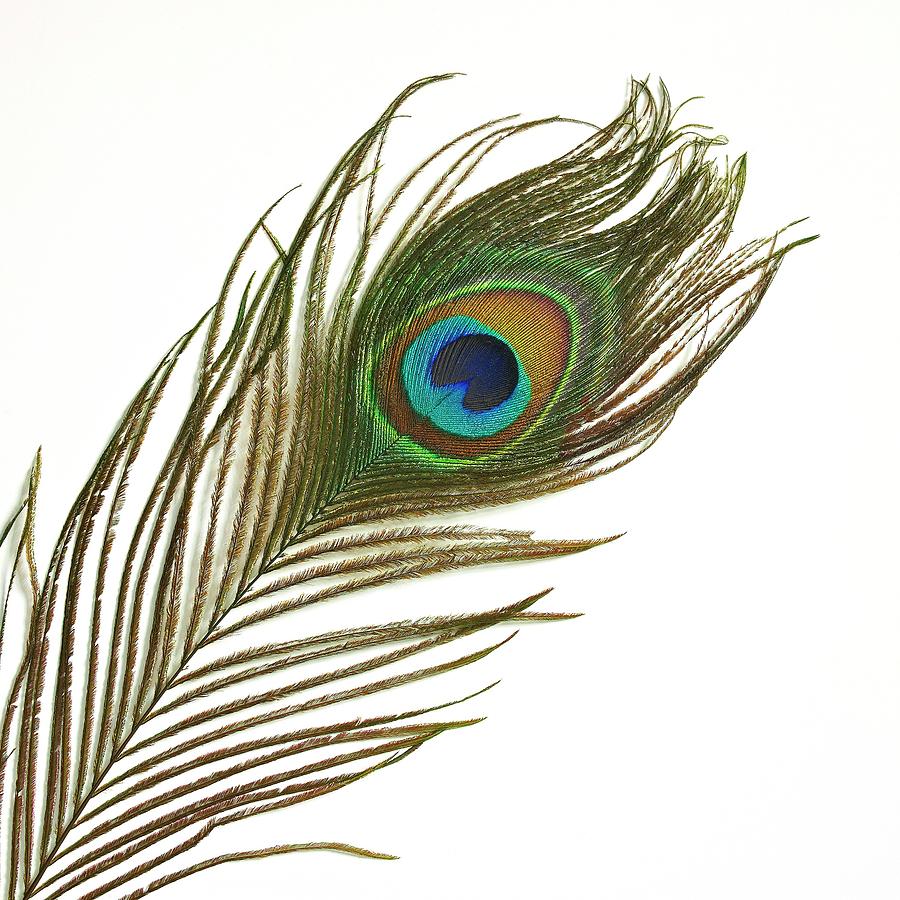 Peacock Feather by Mark Sykes