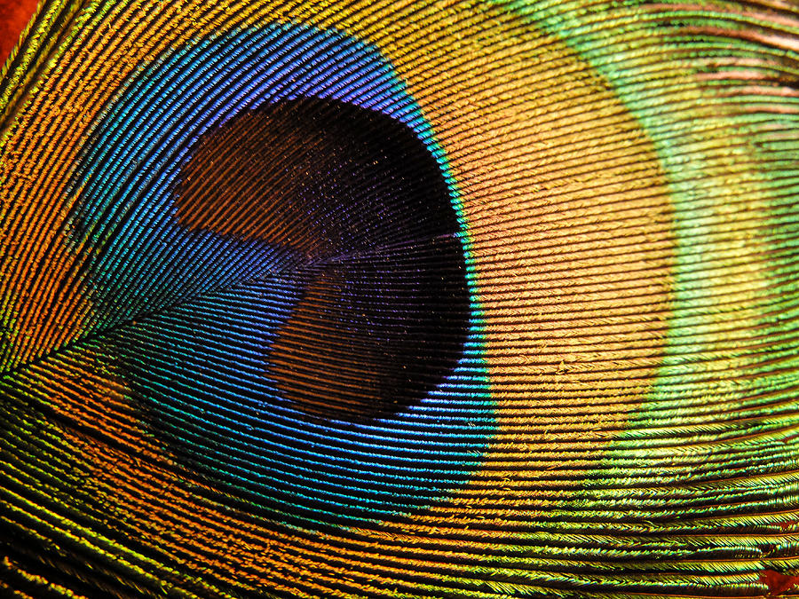 Peacock Photograph - Peacock Feather by Michele Wright