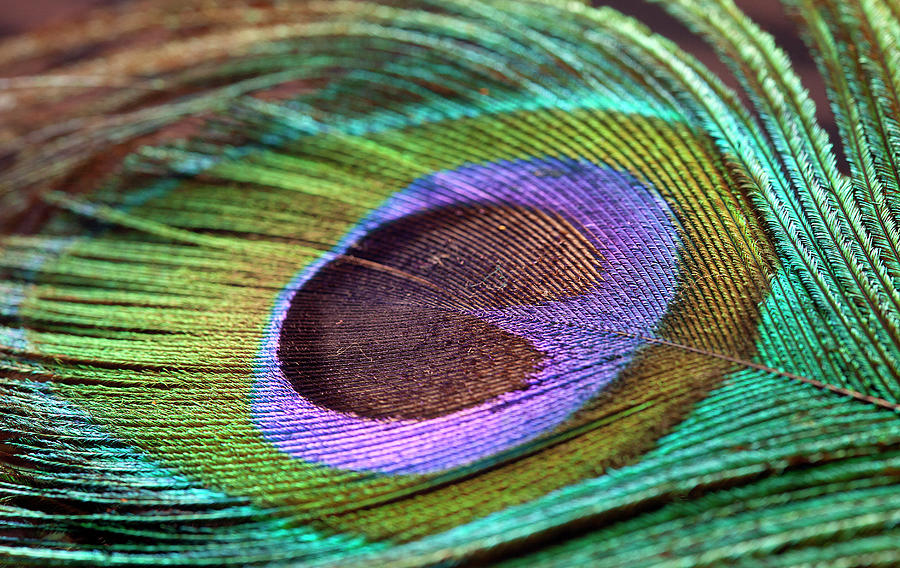 Peacock Feather Photograph by Milind Torney
