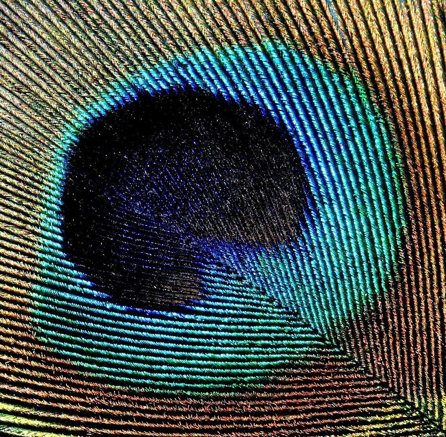 Peacock Feather  Photograph by Nigel Radcliffe