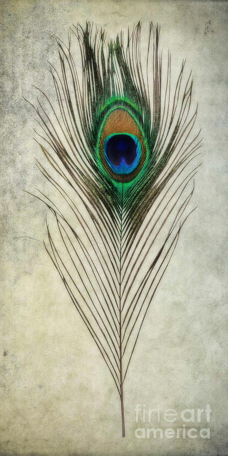 Nature Photograph - Peacock Feather by Olga Hamilton