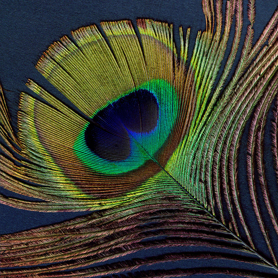 Peacock Feather on Square Digital Art by Ann Powell