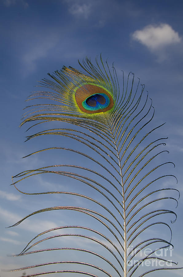 Peacock feather Photograph by Steev Stamford