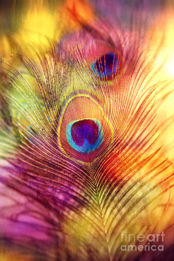 Peacock Feather Photograph by Sylvia Cook