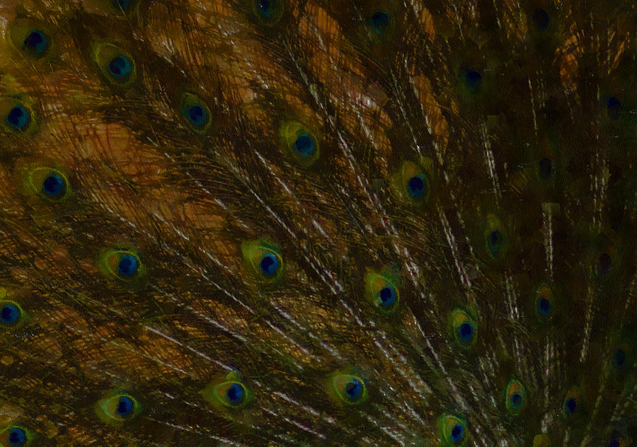 Peacock Feathers 1 Digital Art by Ernest Echols